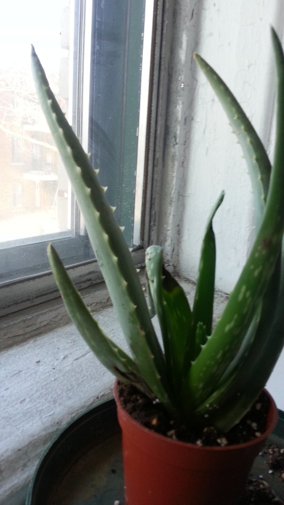 Sick Aloe Vera plant