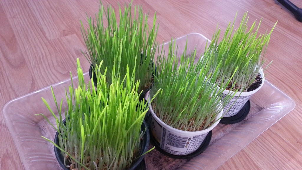 Wheatgrass indoors